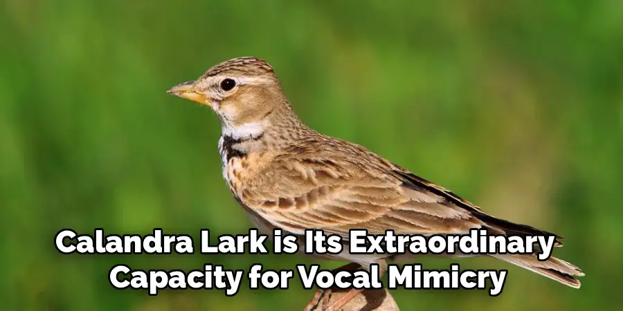 Calandra Lark is Its Extraordinary
Capacity for Vocal Mimicry