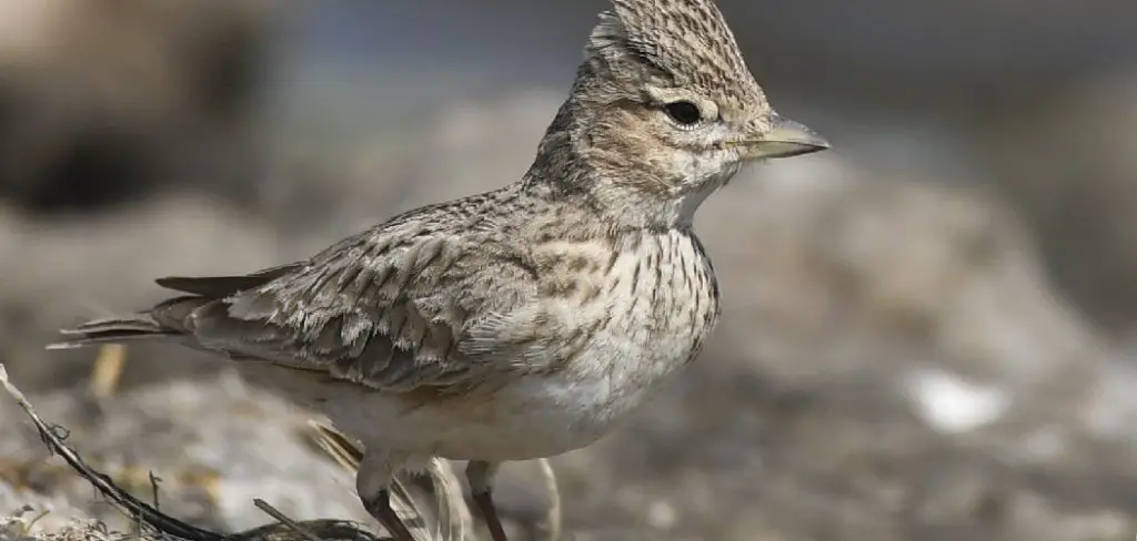 Sand Lark Spiritual Meaning, Symbolism And Totem
