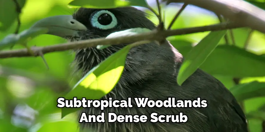 Subtropical Woodlands 
And Dense Scrub