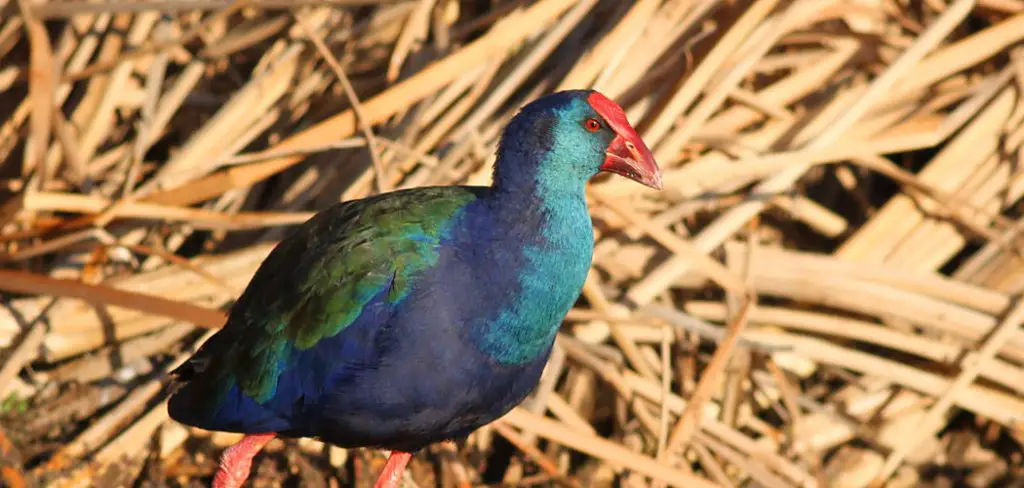 Swamphen Spiritual Meaning, Symbolism And Totem