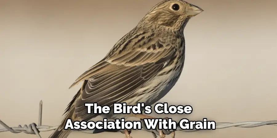 The Bird's Close 
Association With Grain