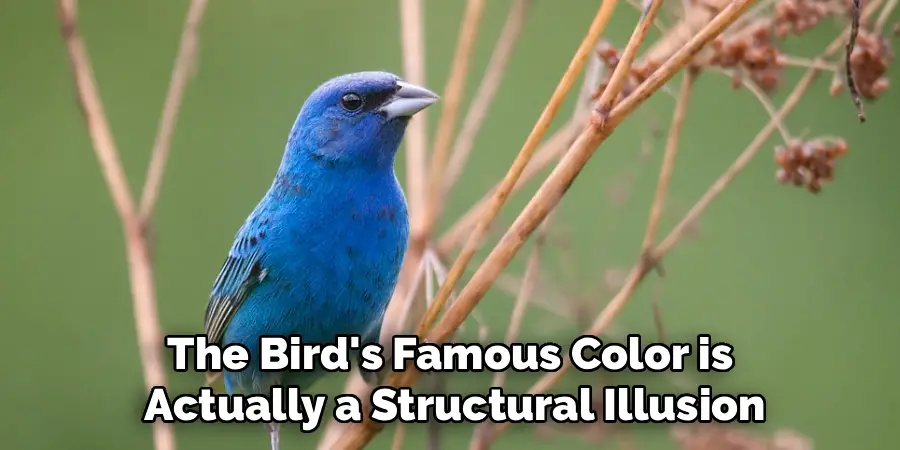 The Bird's Famous Color is 
Actually a Structural Illusion