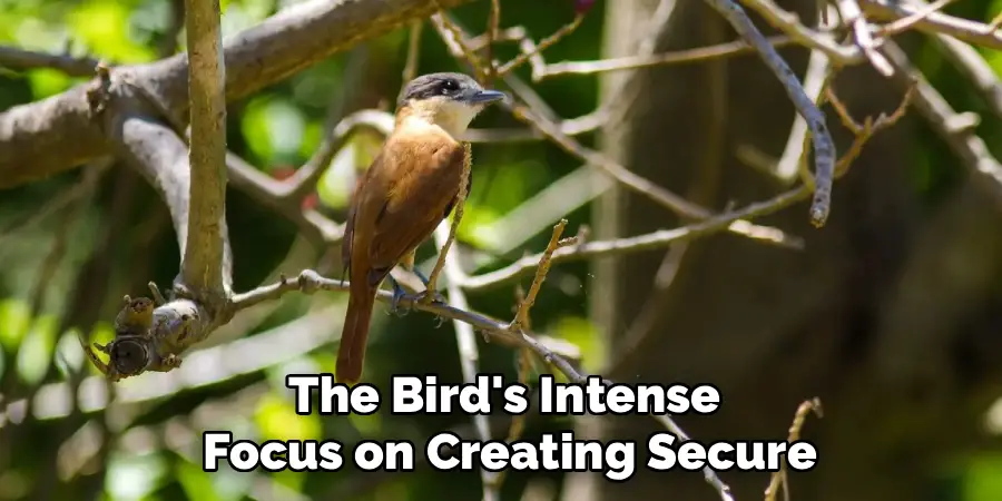 The Bird's Intense
Focus on Creating Secure