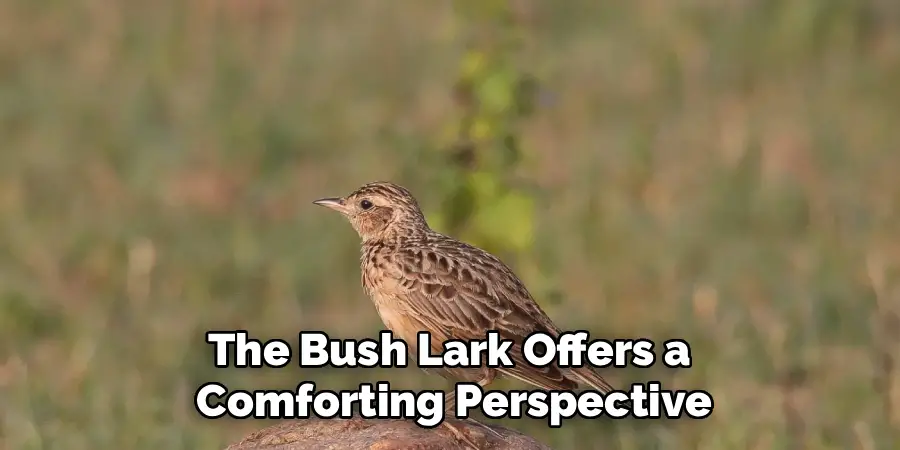 The Bush Lark Offers a 
Comforting Perspective
