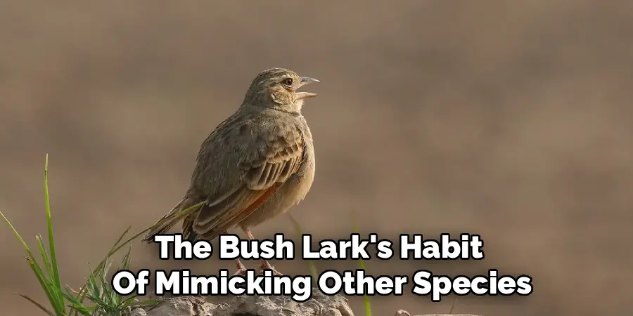 The Bush Lark's Habit 
Of Mimicking Other Species