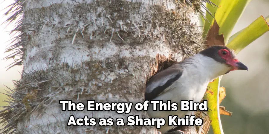 The Energy of This Bird
Acts as a Sharp Knife