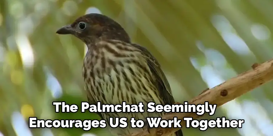 The Palmchat Seemingly
Encourages US to Work Together