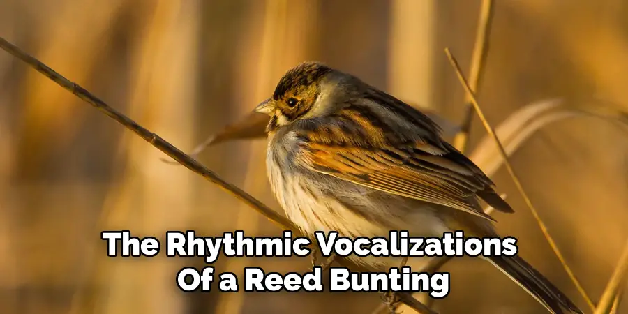The Rhythmic Vocalizations 
Of a Reed Bunting