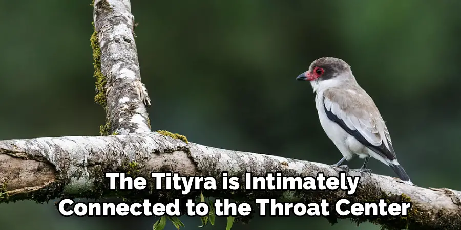 The Tityra is Intimately
Connected to the Throat Center