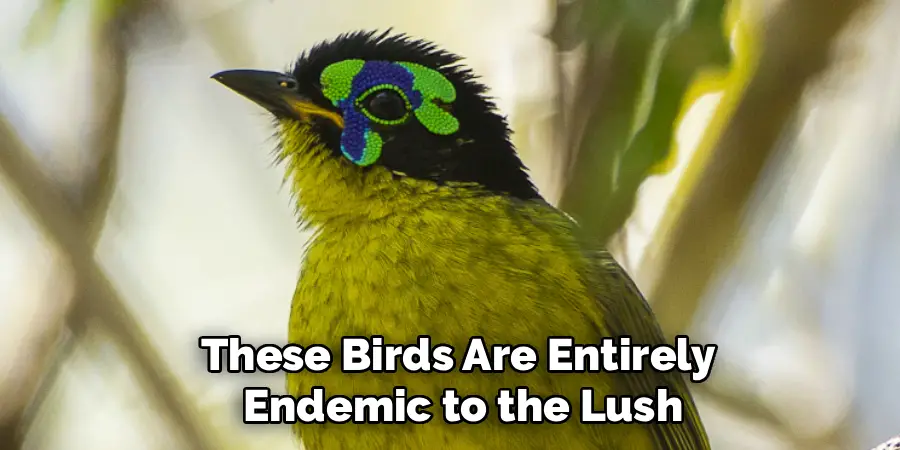 These Birds Are Entirely
Endemic to the Lush