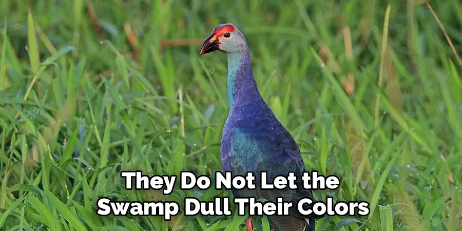 They Do Not Let the 
Swamp Dull Their Colors