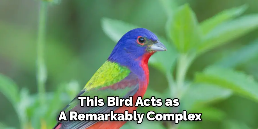 This Bird Acts as 
A Remarkably Complex