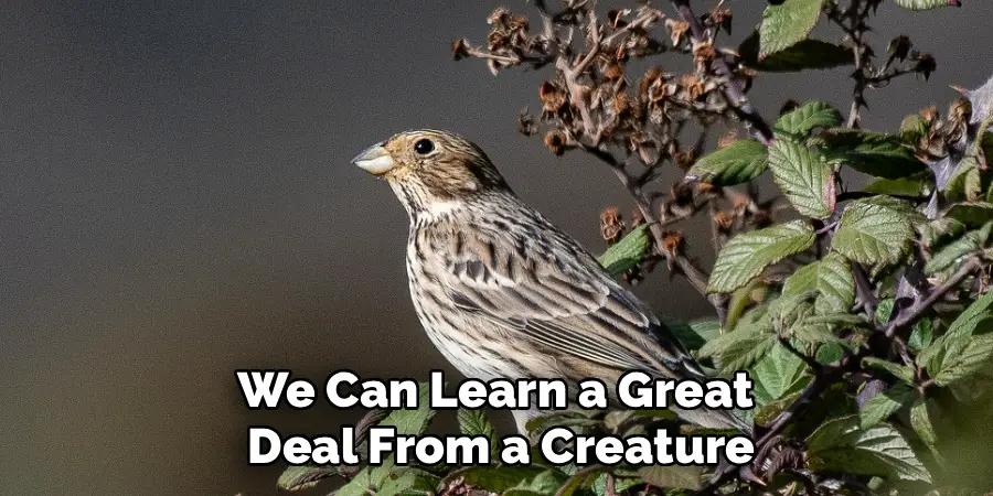 We Can Learn a Great 
Deal From a Creature
