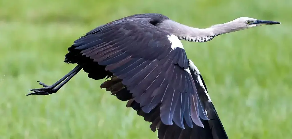 White Necked Heron Meaning, Symbolism and Totem