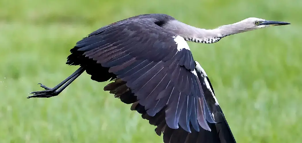 White Necked Heron Meaning, Symbolism and Totem