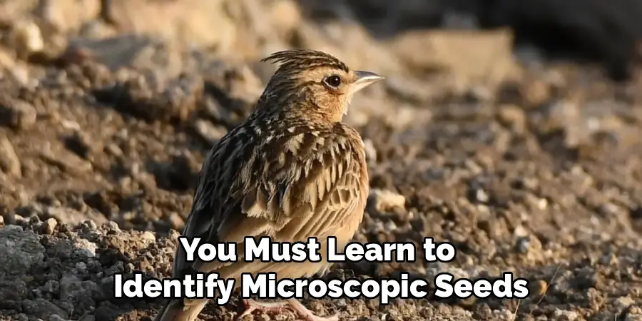 You Must Learn to
 Identify Microscopic Seeds