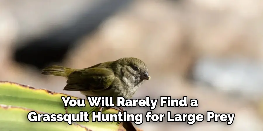 You Will Rarely Find a 
Grassquit Hunting for Large Prey