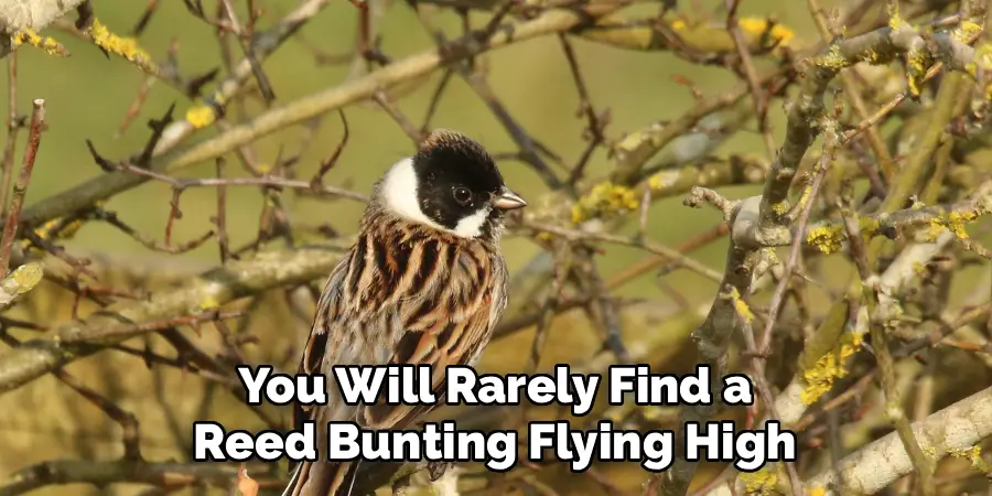 You Will Rarely Find a
 Reed Bunting Flying High 