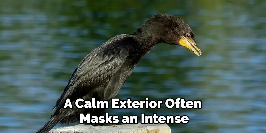 A Calm Exterior Often
Masks an Intense