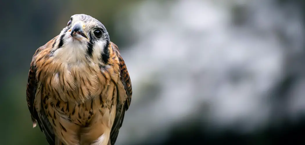 American Kestrel Meaning, Symbolism and Totem