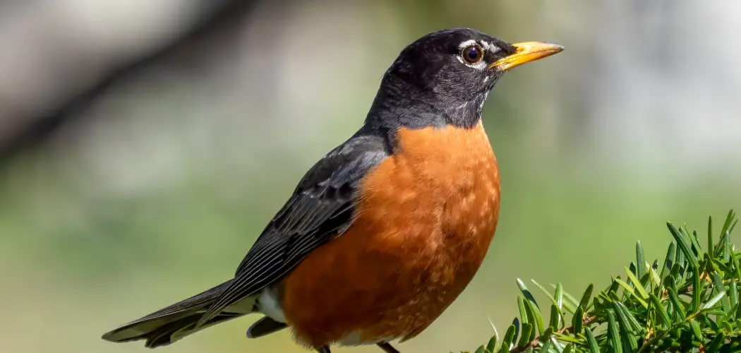 American Robin Meaning, Symbolism and Totem