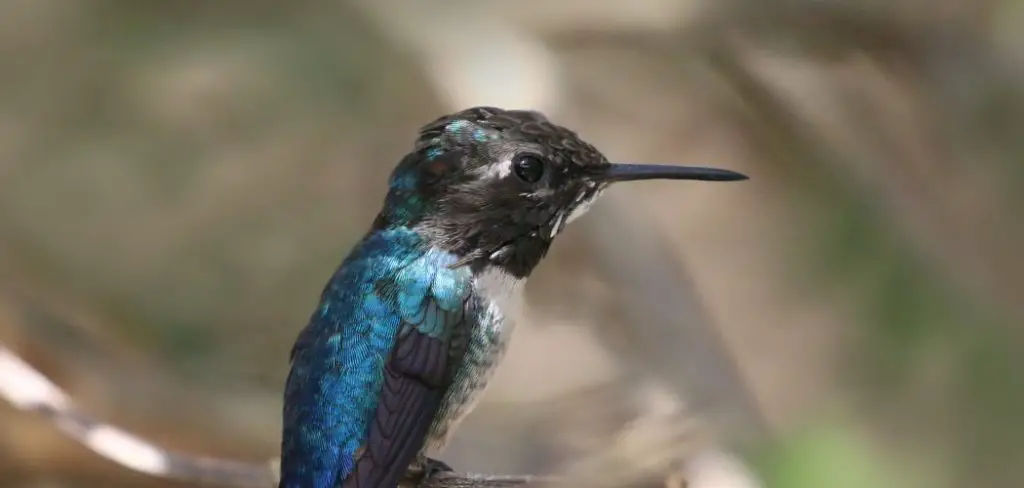 Bee Hummingbird Meaning, Symbolism And Totem