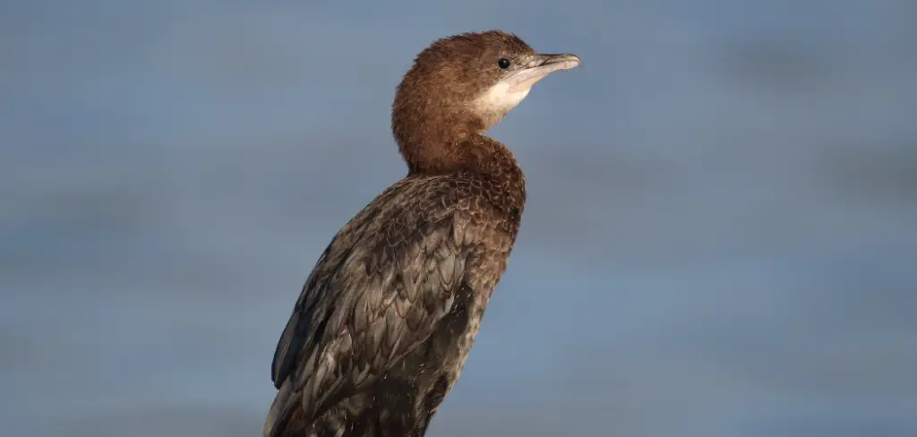 Pygmy Cormorant Meaning, Symbolism and Totem