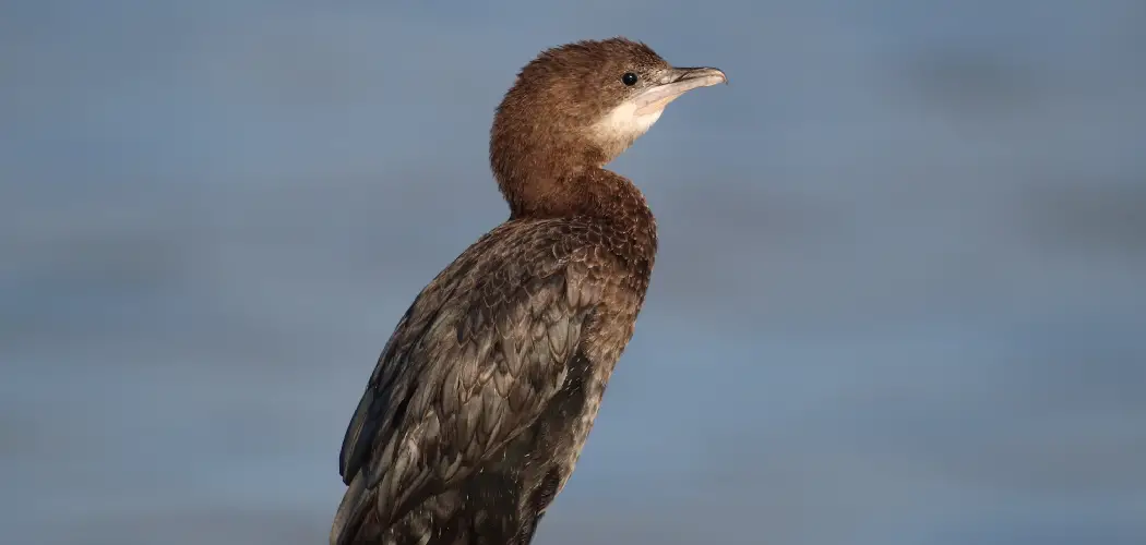 Pygmy Cormorant Meaning, Symbolism and Totem