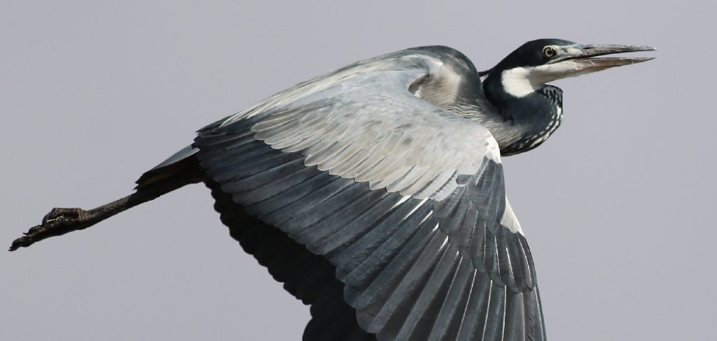Black Headed Heron Meaning, Symbolism And Totem
