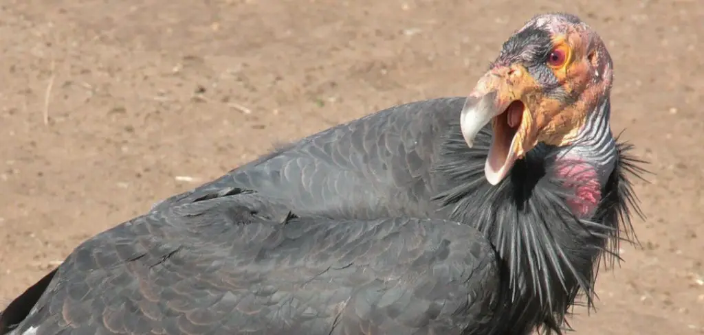 California Condor Meaning, Symbolism And Totem
