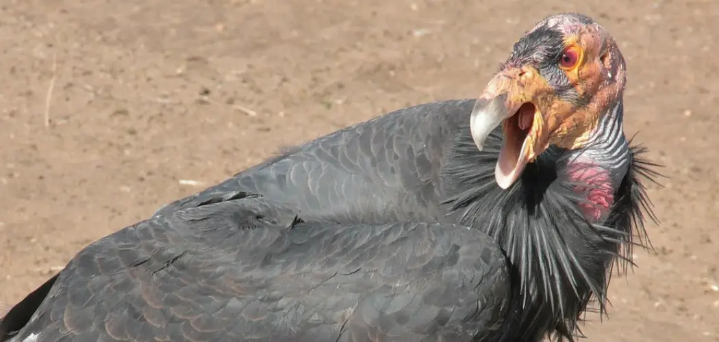 California Condor Meaning, Symbolism And Totem