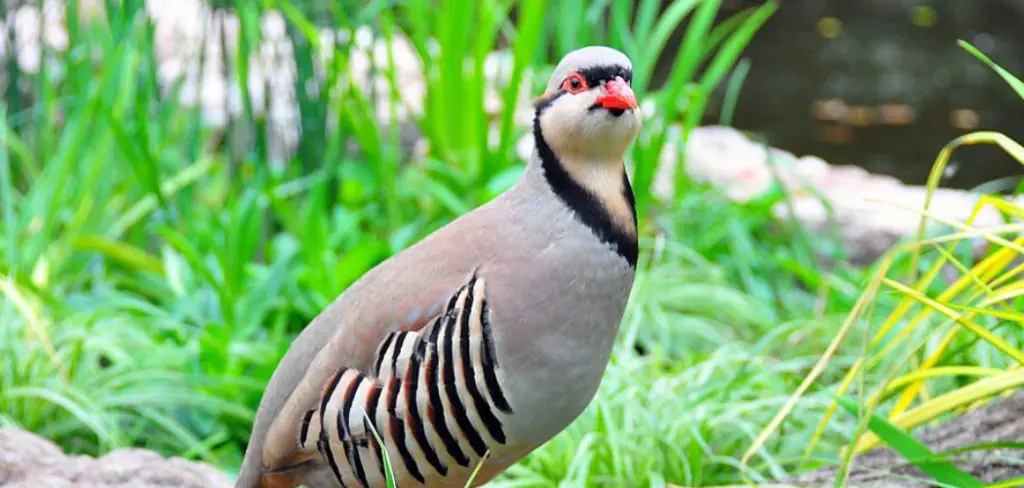 Chukar Partridge Meaning, Symbolism and Totem