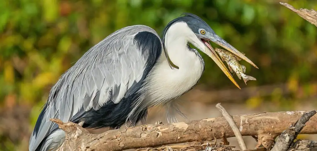 Cocoi Heron Spiritual Meaning, Symbolism And Totem