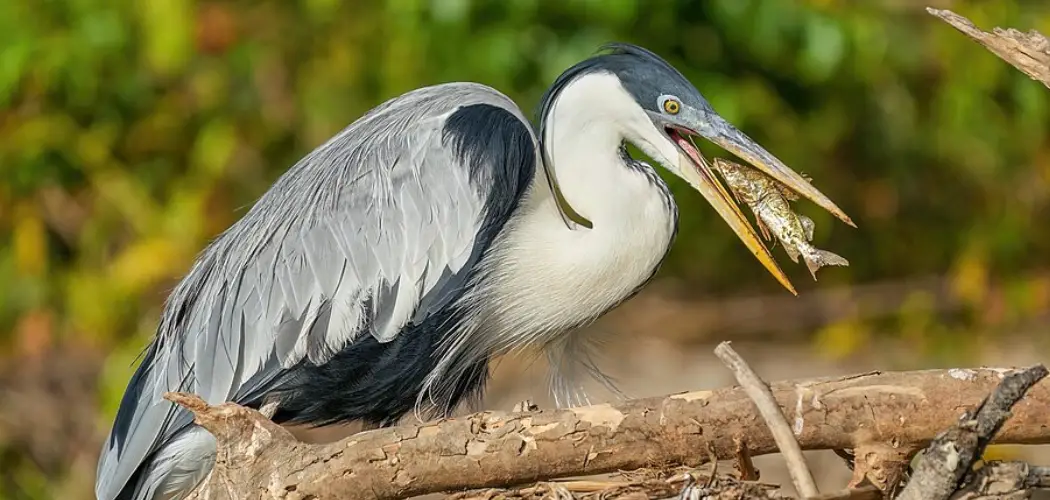 Cocoi Heron Spiritual Meaning, Symbolism And Totem