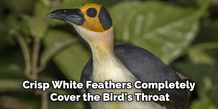 Crisp White Feathers Completely
Cover the Bird's Throat