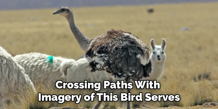 Crossing Paths With
Imagery of This Bird Serves