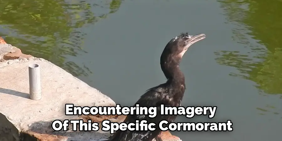 Encountering Imagery
Of This Specific Cormorant