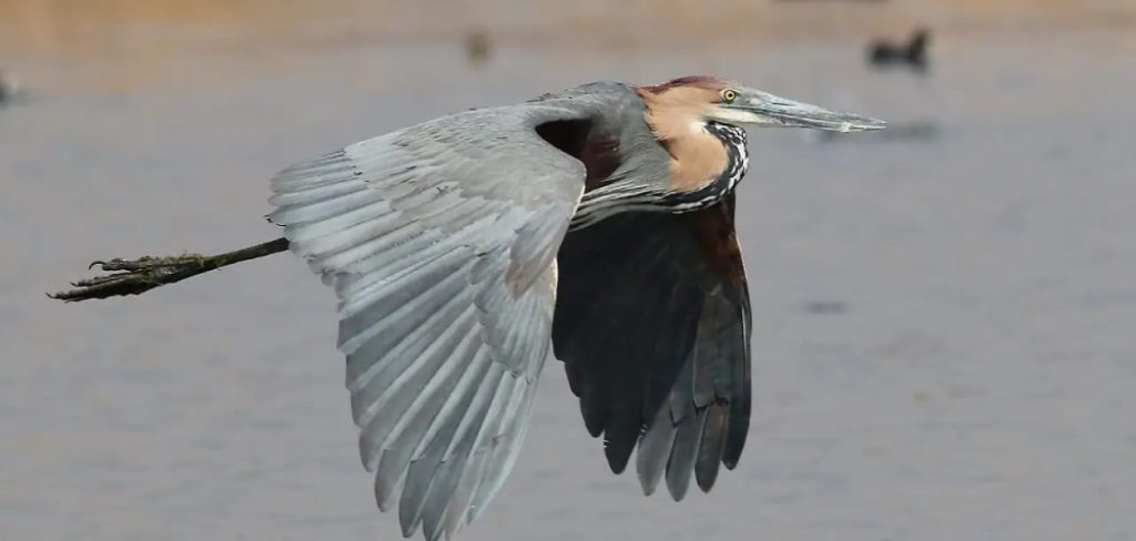 Goliath Heron Spiritual Meaning, Symbolism And Totem
