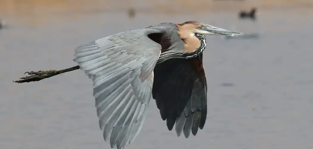 Goliath Heron Spiritual Meaning, Symbolism And Totem