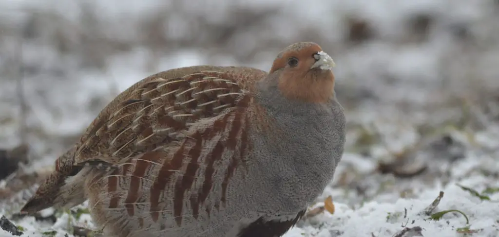 Gray Partridge Meaning, Symbolism and Totem