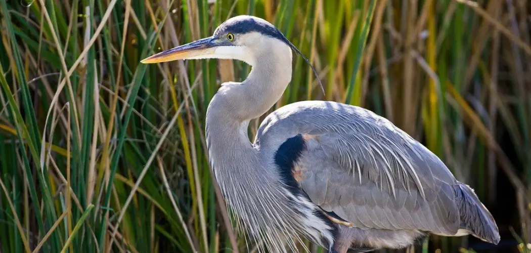 Great Blue Heron Spiritual Meaning, Symbolism And Totem