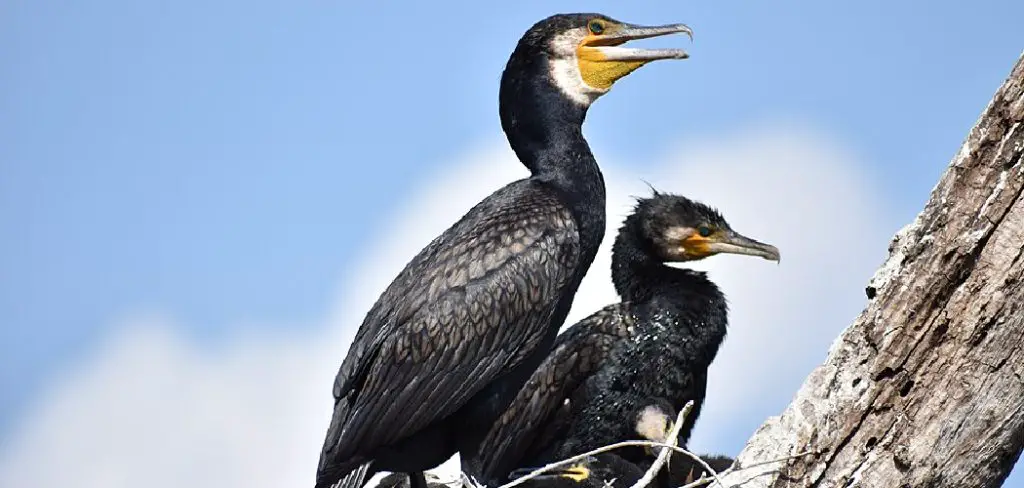 Great Cormorant Meaning, Symbolism and Totem