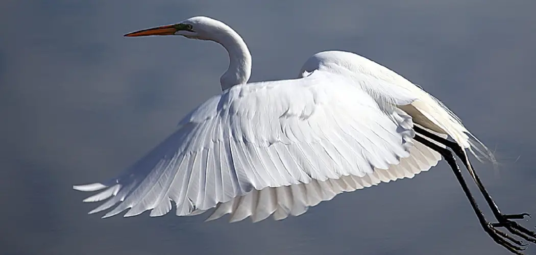 Great White Heron Spiritual Meaning, Symbolism And Totem