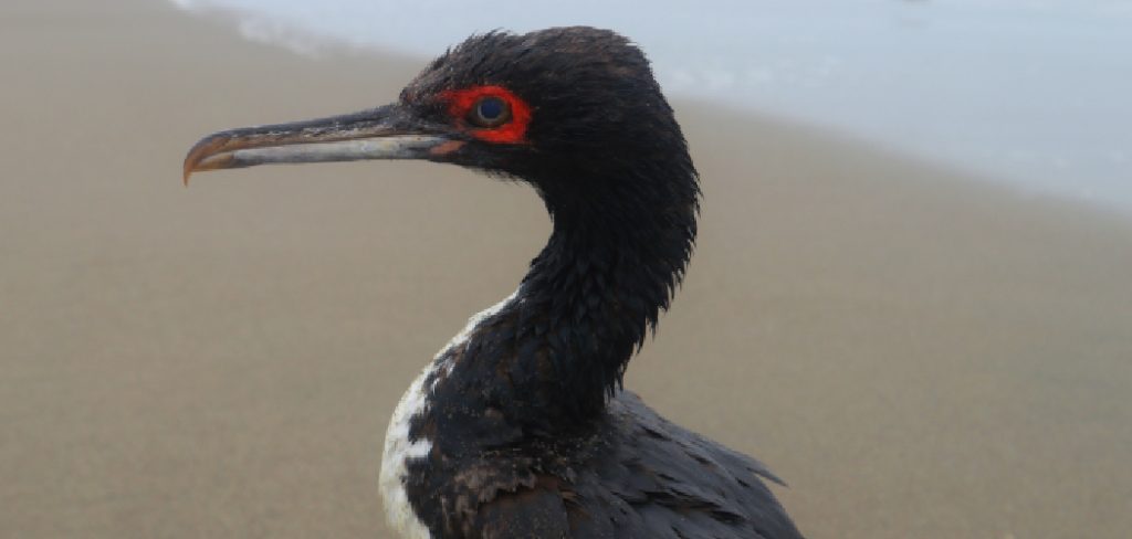 Guanay Cormorant Meaning, Symbolism and Totem