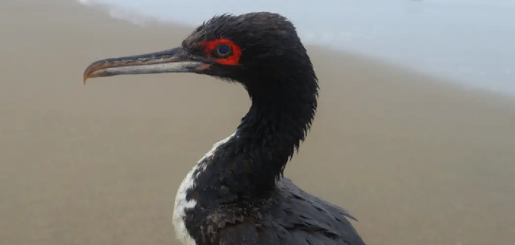 Guanay Cormorant Meaning, Symbolism and Totem