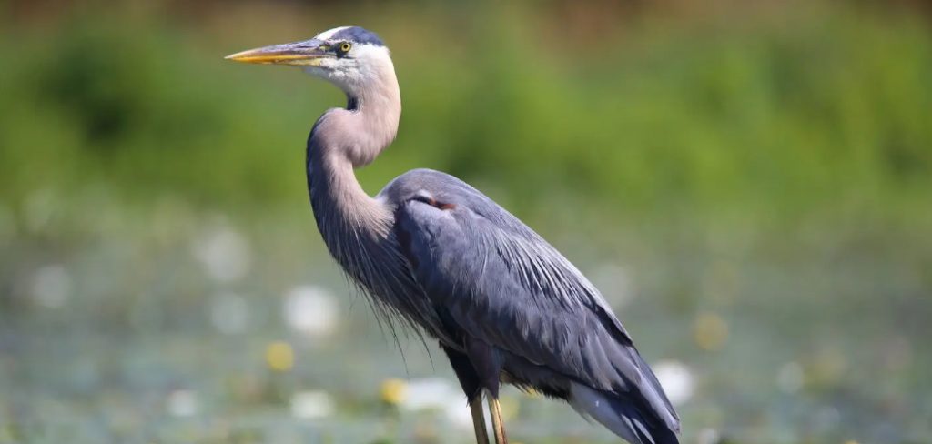 Humblot’s Heron Meaning, Symbolism And Totem