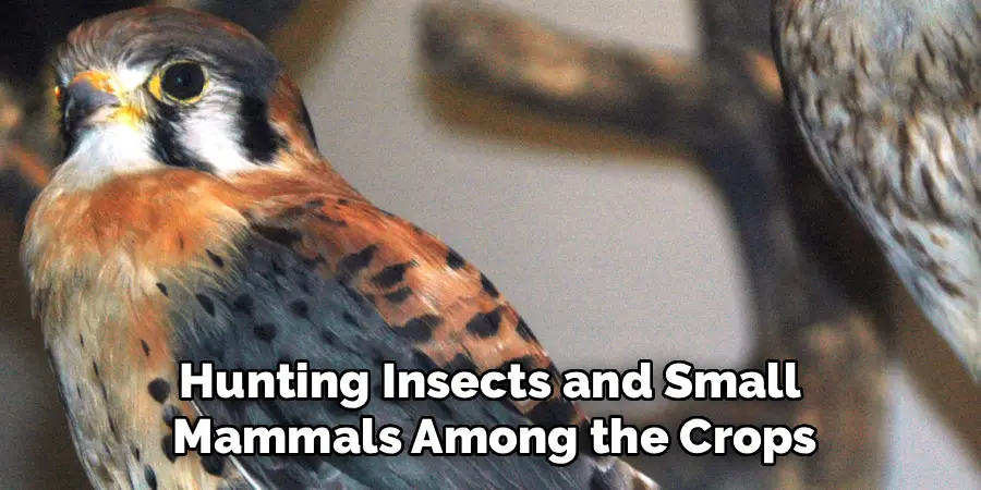hunting insects and small mammals among the crops