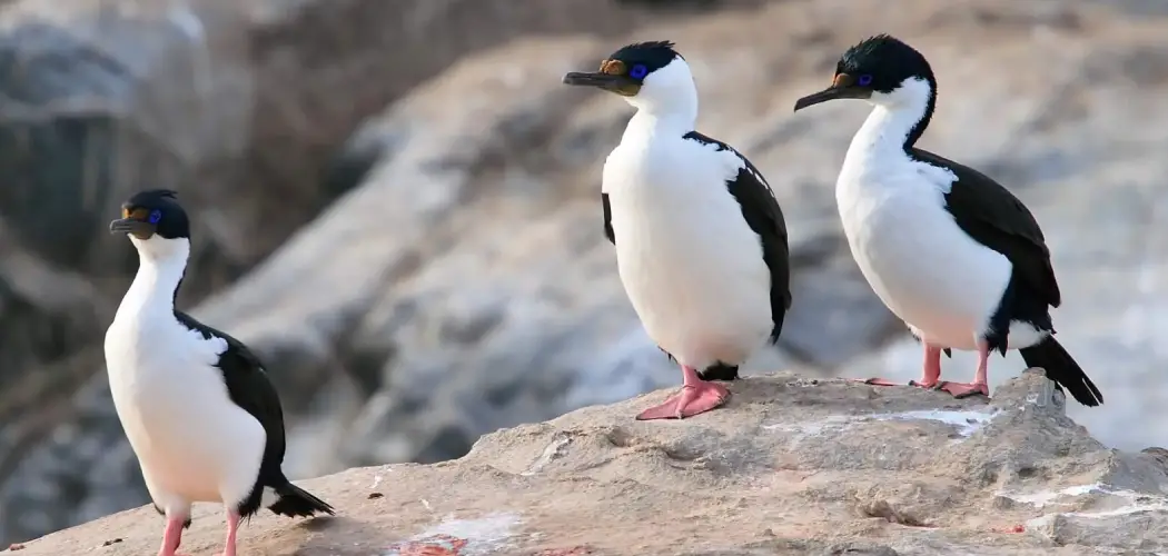 Imperial Shag Meaning, Symbolism and Totem