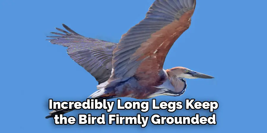 Incredibly Long Legs Keep
the Bird Firmly Grounded
