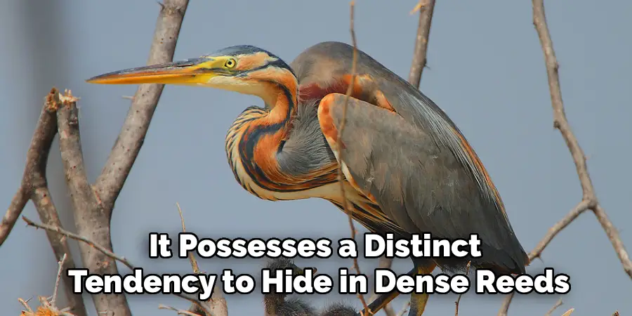 It Possesses a Distinct 
Tendency to Hide in Dense Reeds